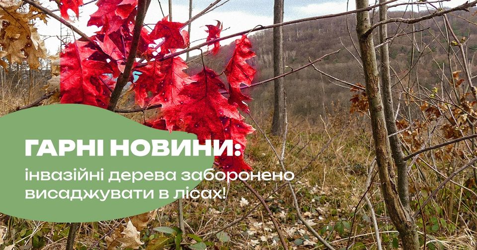 Новини Житомира - фото з У лісах України заборонили висадку інвазійних дерев: що це означає На зображенні може бути: текст