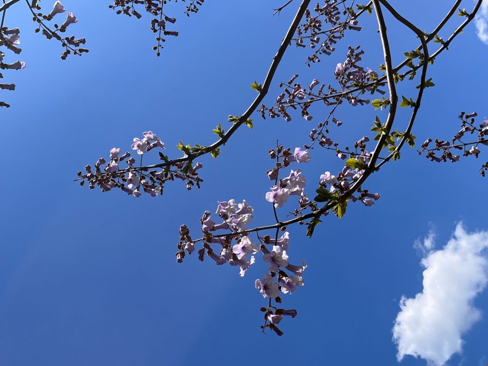 Новини Тернополя - фото з У Тернополі вперше квітнуть павловнії