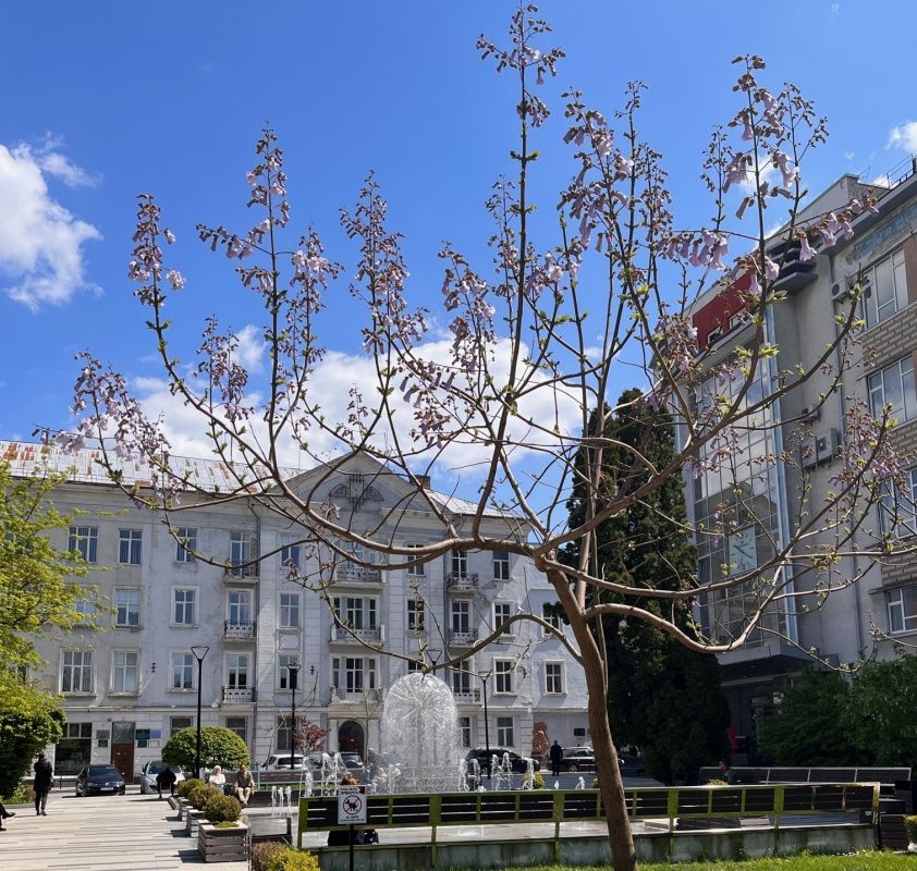 Новини Тернополя - фото з У Тернополі вперше квітнуть павловнії