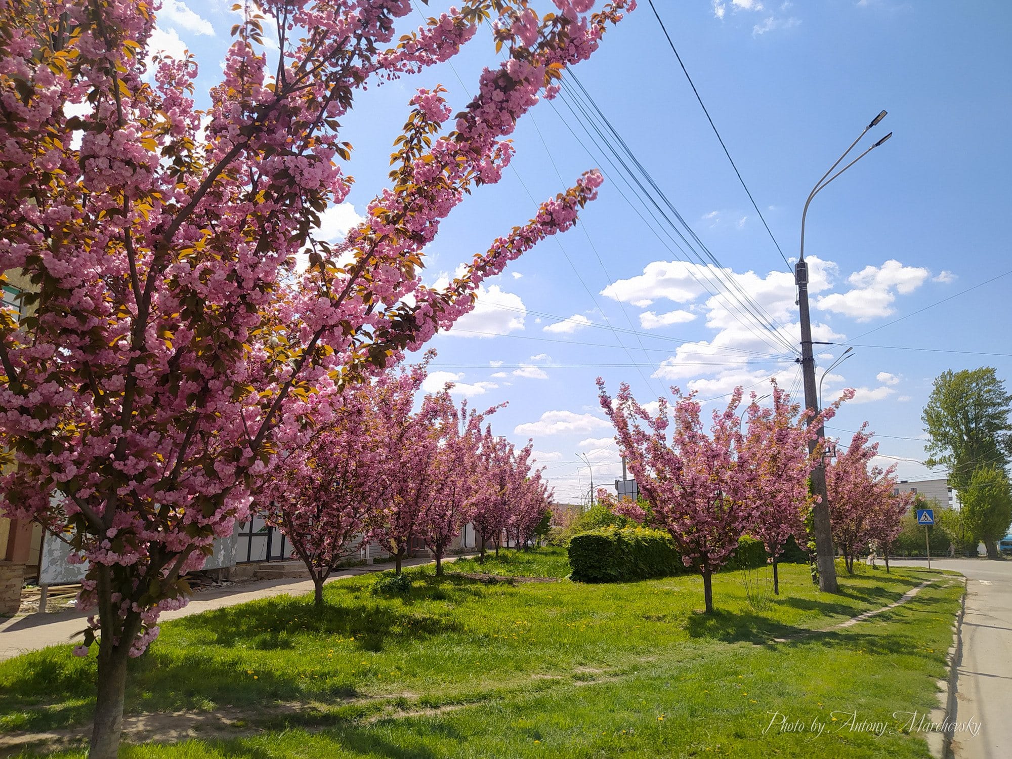 Новини Тернополя - фото з На Поліській розквітла алея сакур