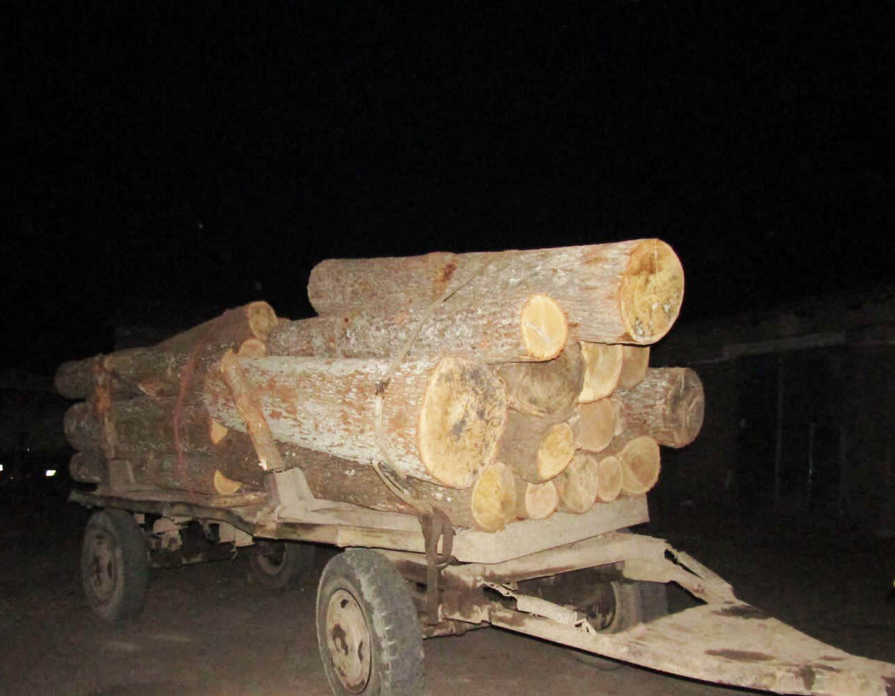поки одні тримають кордон, інші незаконно вирубують ліс