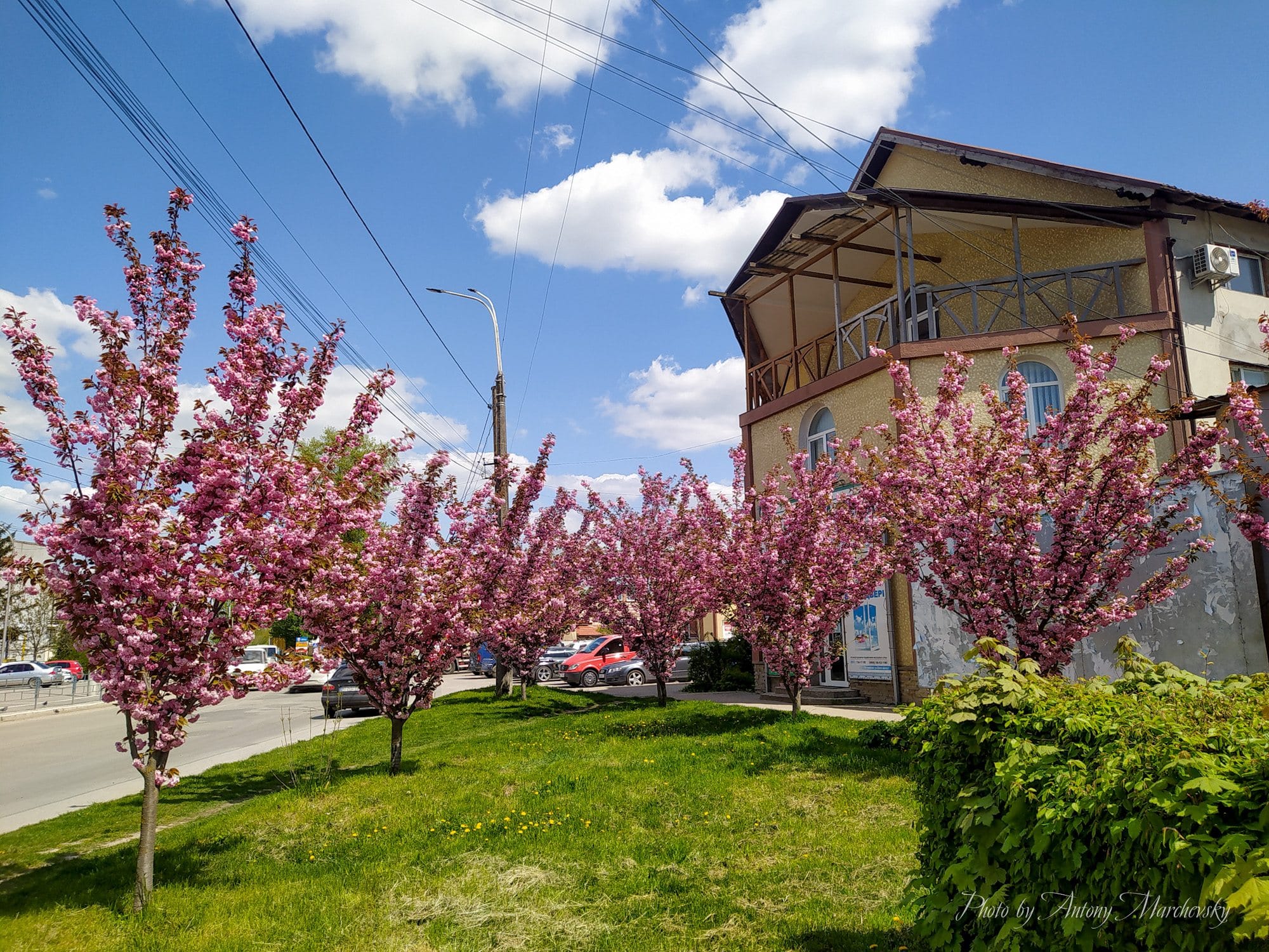 Новини Тернополя - фото з На Поліській розквітла алея сакур