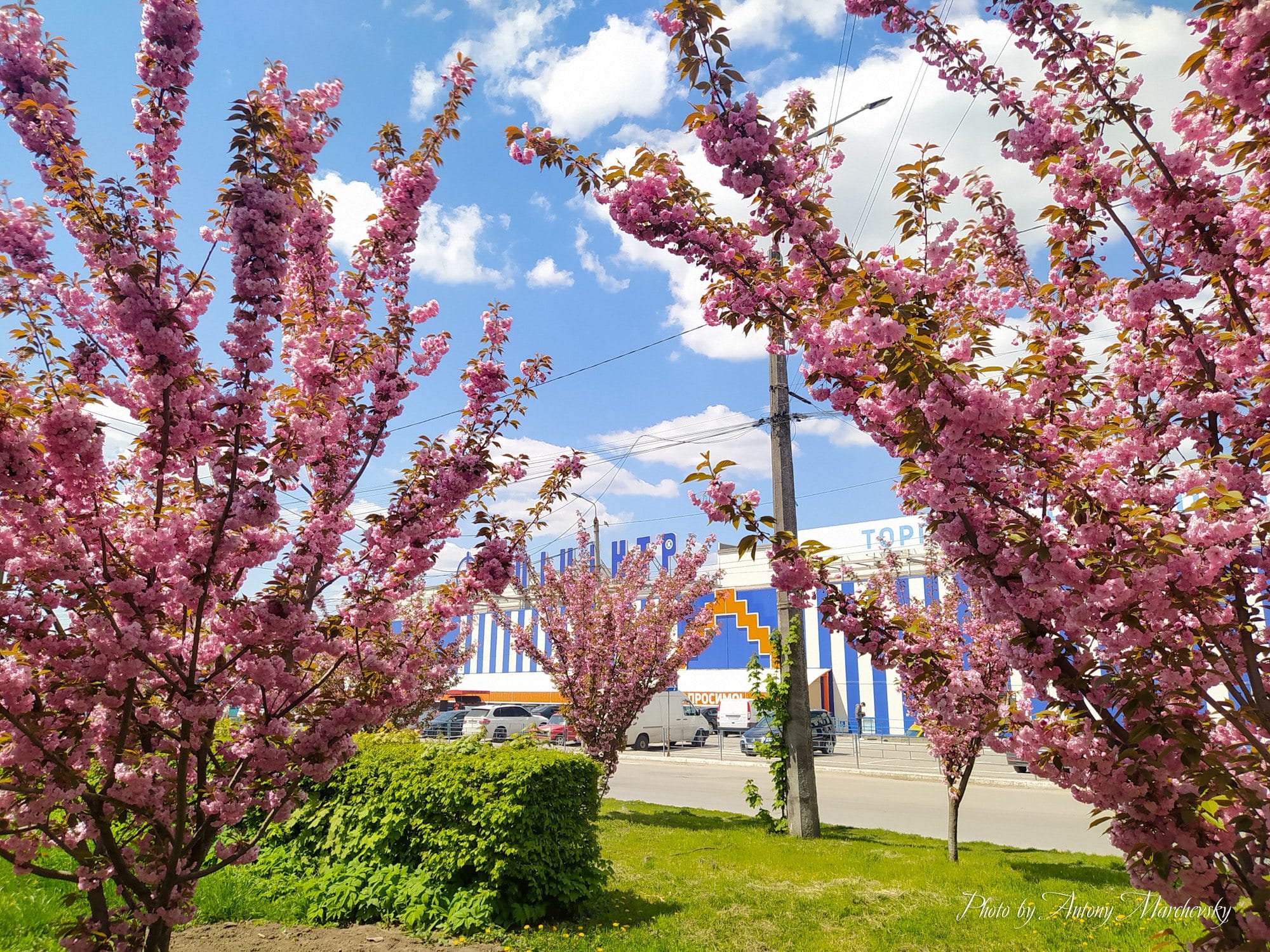 Новини Тернополя - фото з На Поліській розквітла алея сакур