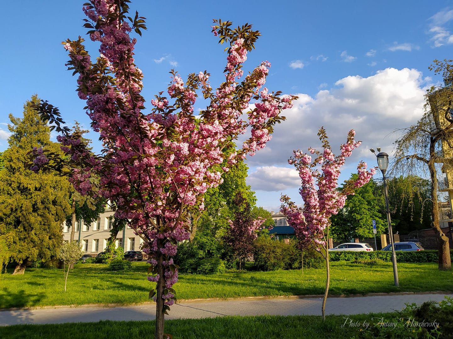 Новини Тернополя - фото з На Поліській розквітла алея сакур