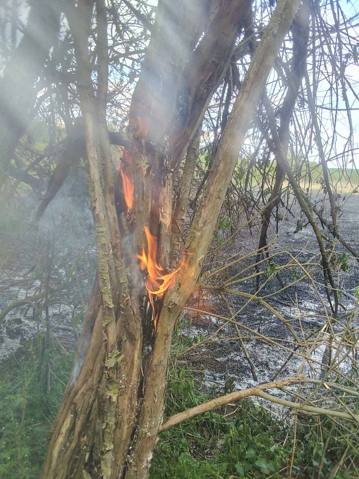 Новини Тернополя - фото з Велика пожежа у Байківцях: горів очерет, трава і дерева