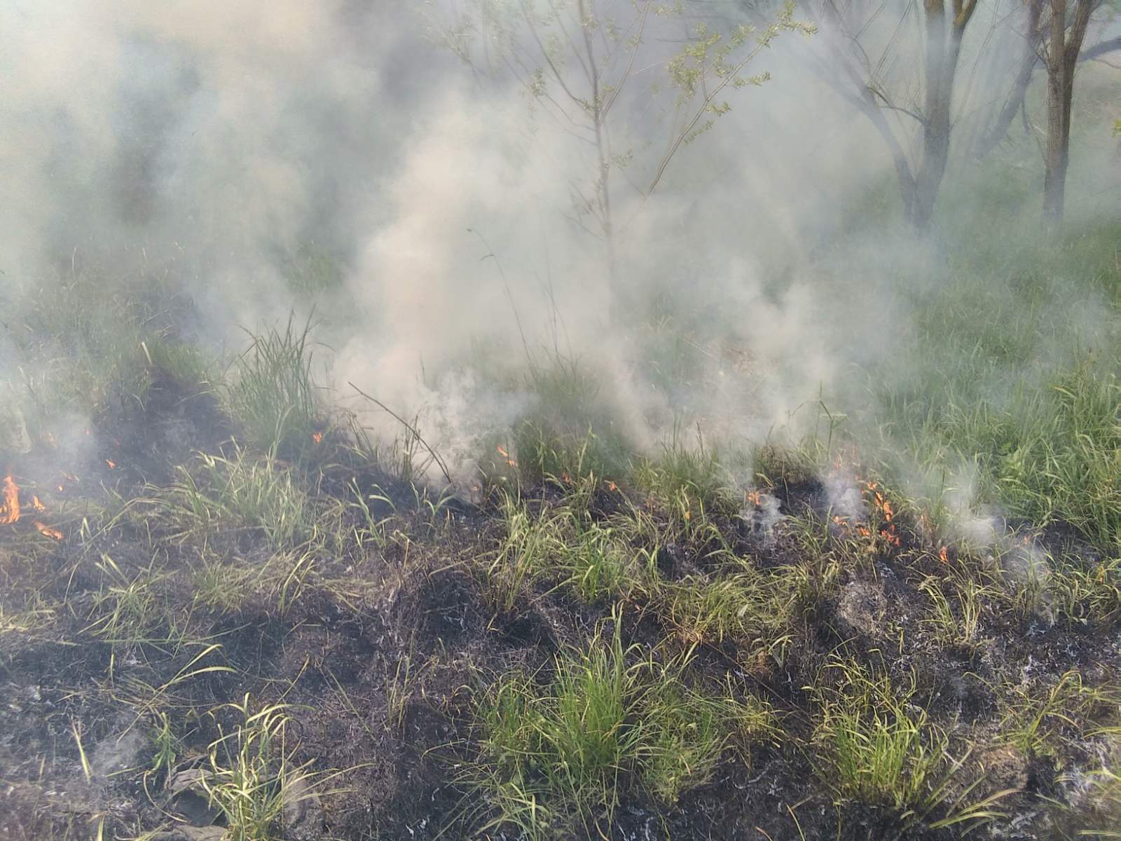 Новини Тернополя - фото з Велика пожежа у Байківцях: горів очерет, трава і дерева