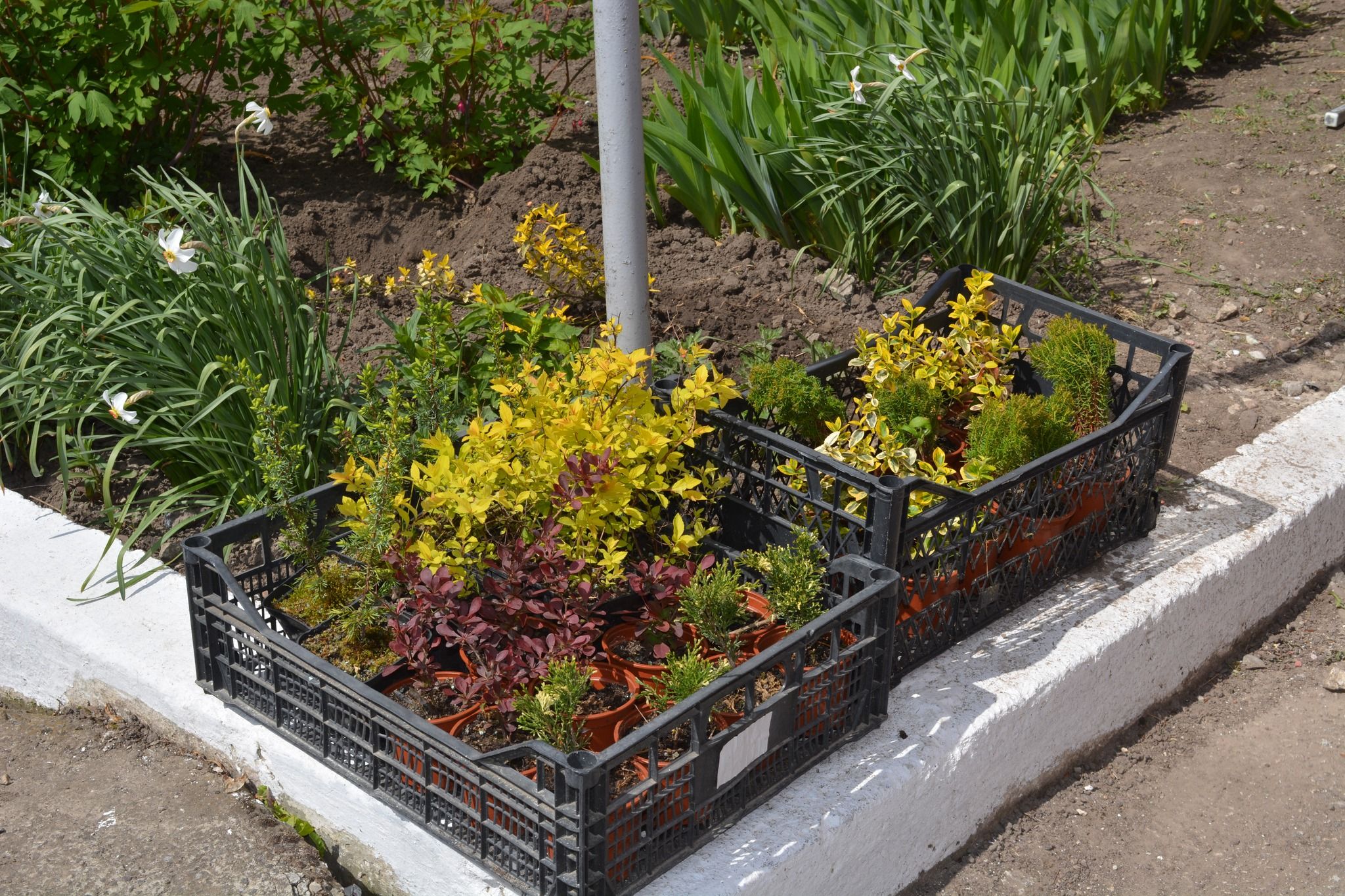 Новини Тернополя - фото з Увічнений в рідній школі: у Шимківцях відкрили дошку та посадили алею на честь Героя  Олега Похилінського