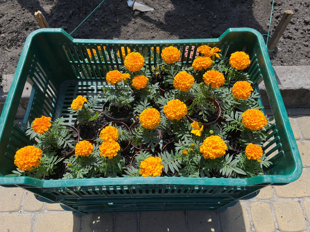 Новини Тернополя - фото з У пам'ять про наших мужніх діток. Матері загиблих Героїв висадили квіти у центрі Тернополя