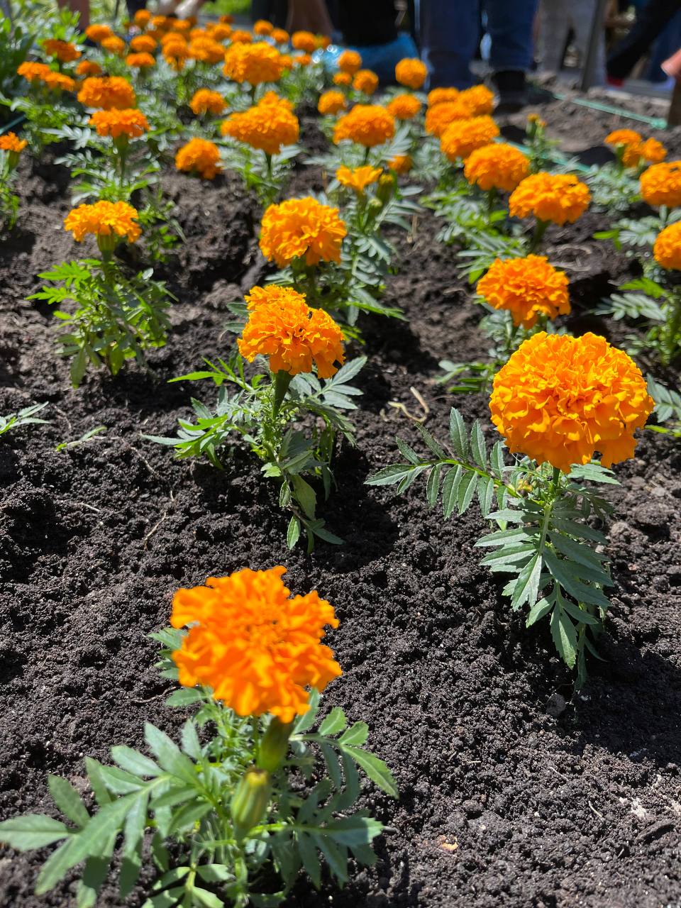 Новини Тернополя - фото з У пам'ять про наших мужніх діток. Матері загиблих Героїв висадили квіти у центрі Тернополя