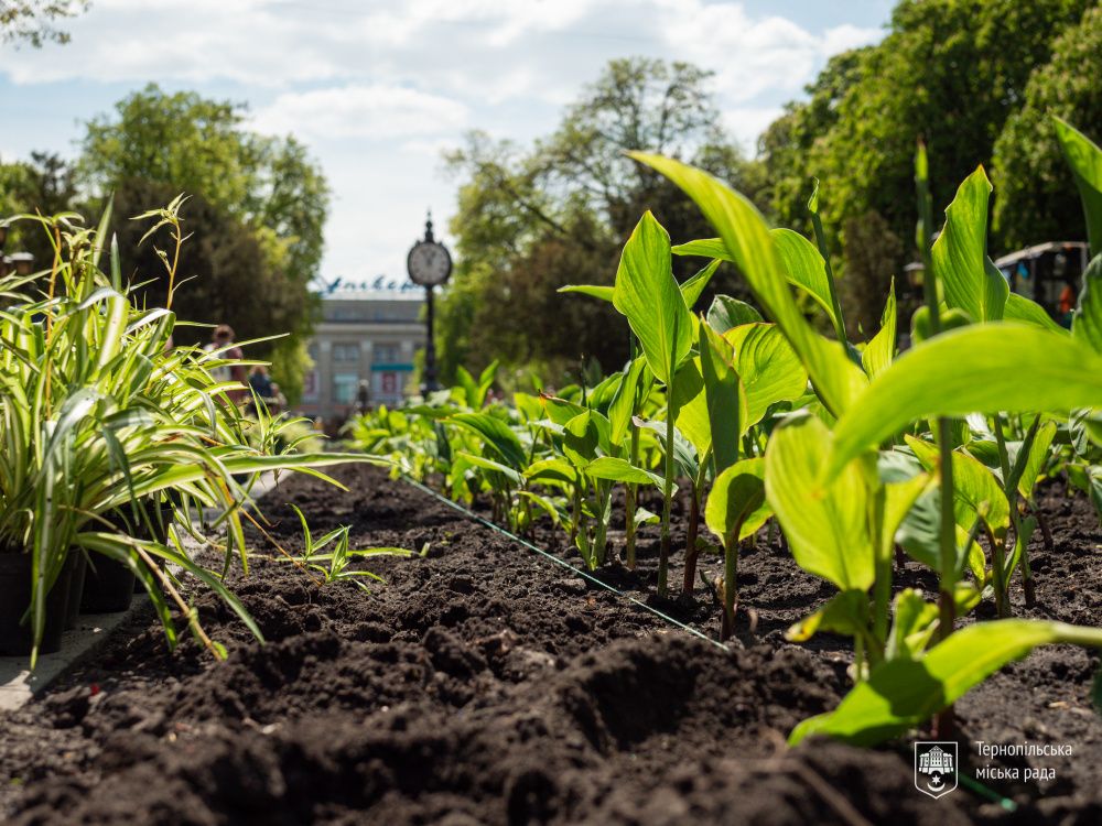 Новини Тернополя - фото з В центрі Тернополя оновили «Квітник матері»