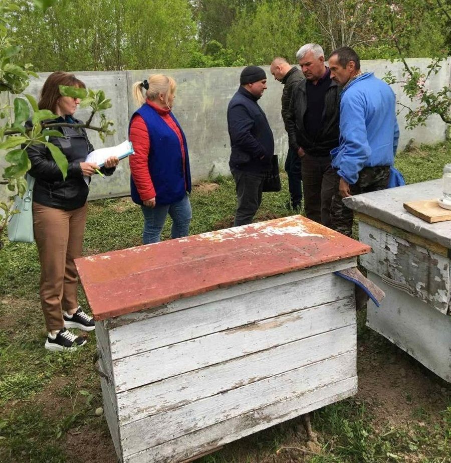 Новини Вінниці - фото з Масове отруєння бджіл у Жмеринці: хто винен і чому не всі пасічники подадуть до суду?