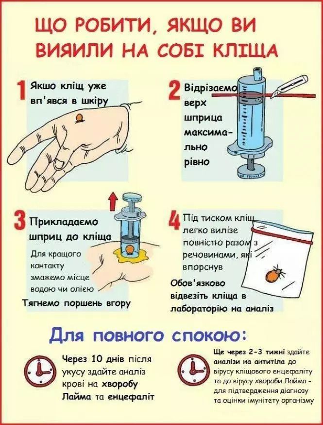 Новини Тернополя - фото з У парках Тернополя кропитимуть кліщив (графік). Як вберегтися від шкідників?