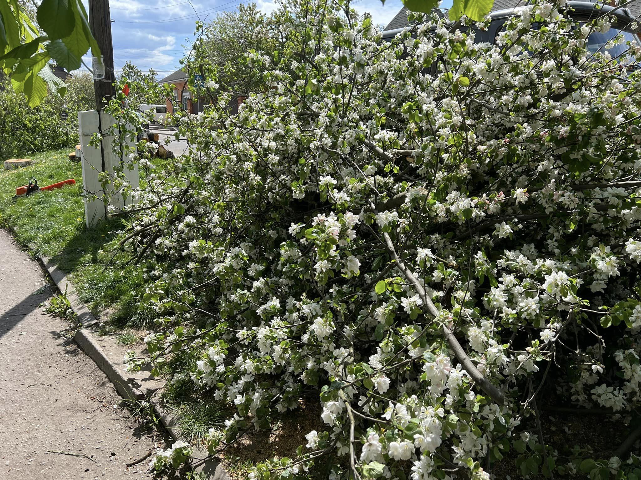 Новини Козятина - фото з Добралися варвари до дерев із цвітом
