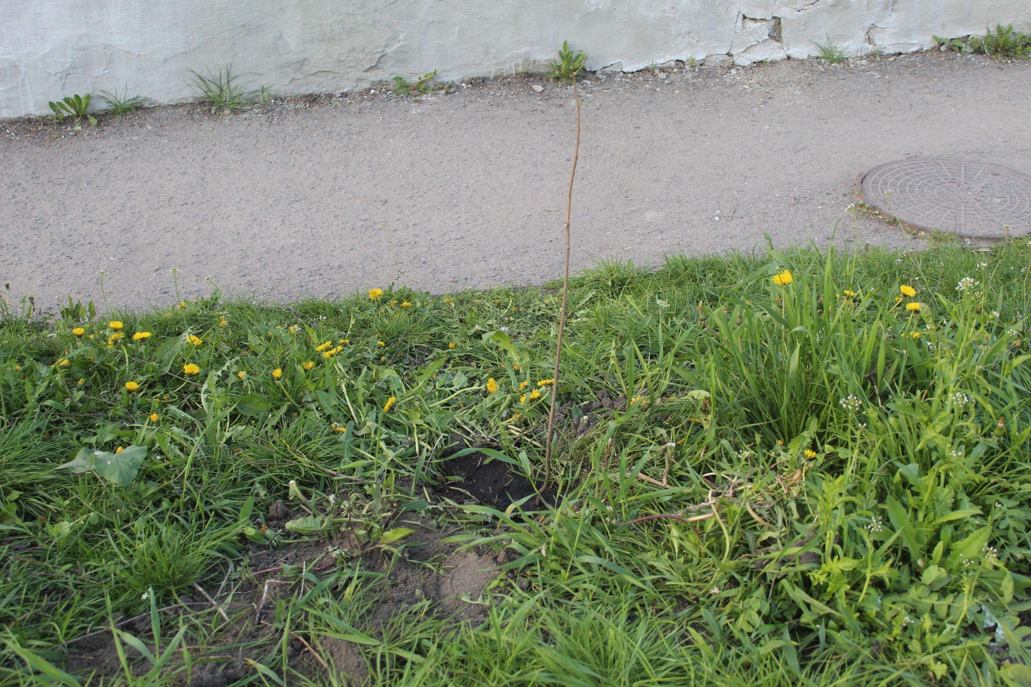 Новини Козятина - фото з Добралися варвари до дерев із цвітом