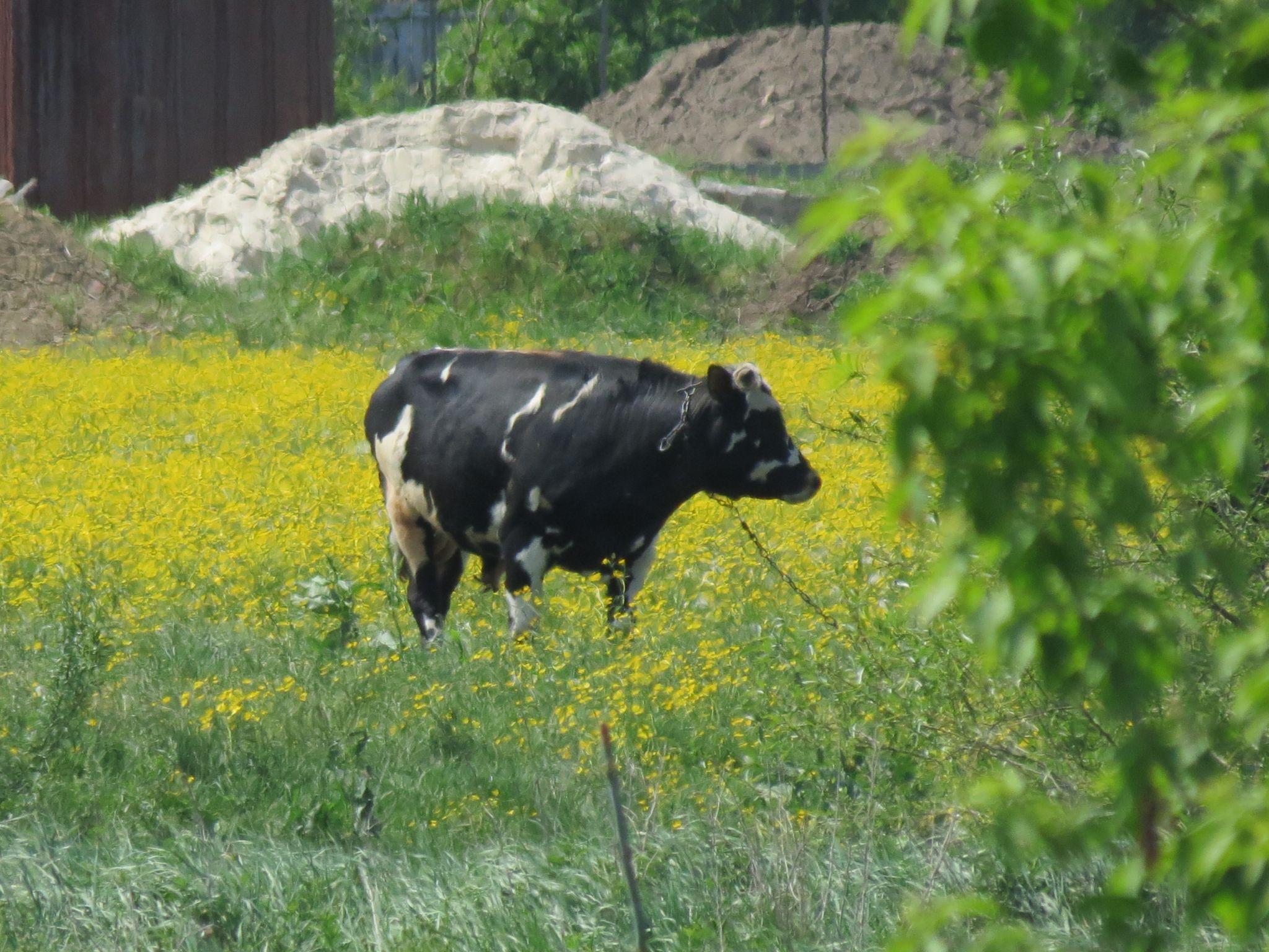 Новини Тернополя - фото з Мальовничий краєвид та прозора вода: як виглядає «Тернопільський Таїланд» та як до нього дістатися
