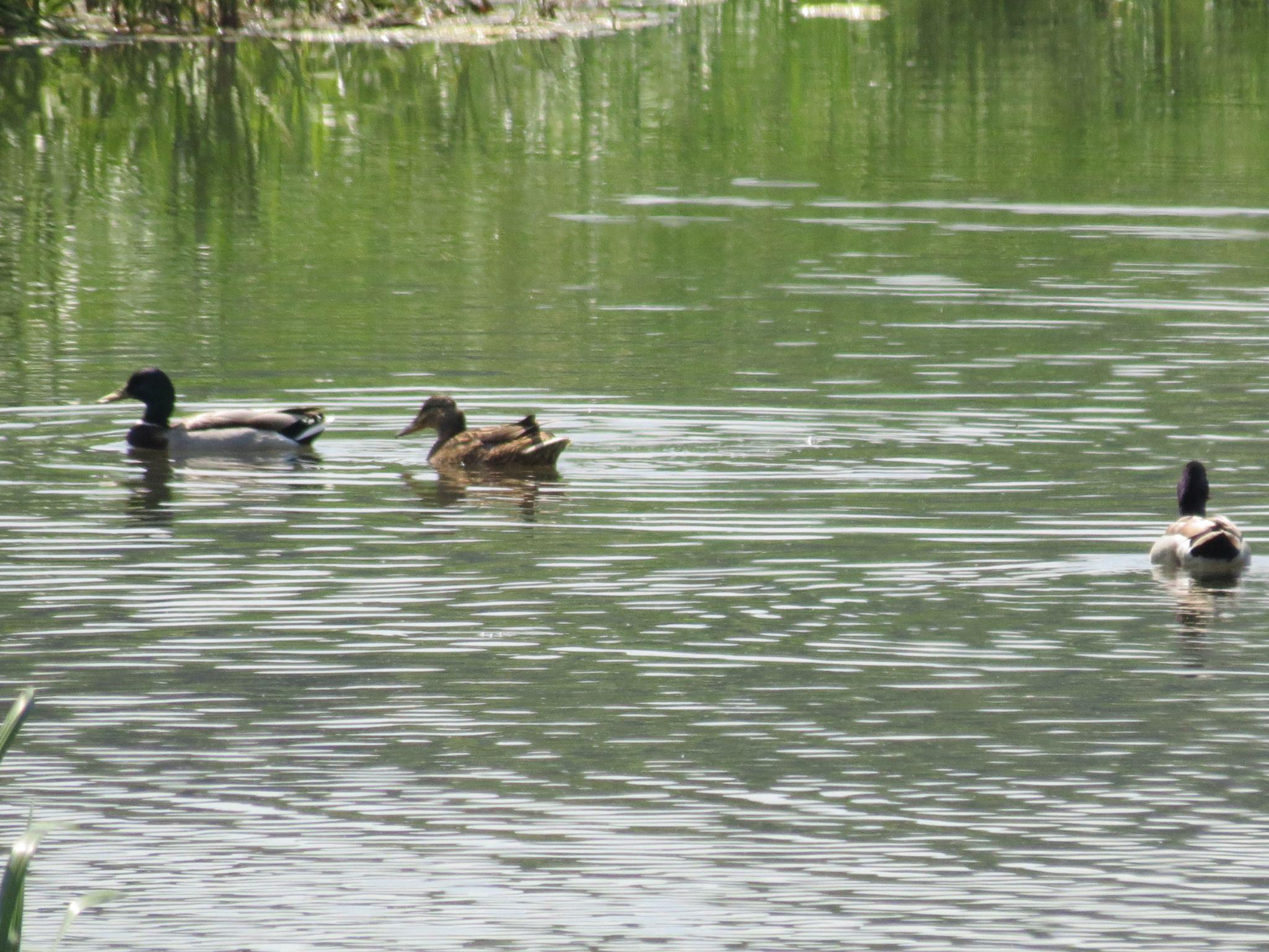 Новини Тернополя - фото з Мальовничий краєвид та прозора вода: як виглядає «Тернопільський Таїланд» та як до нього дістатися