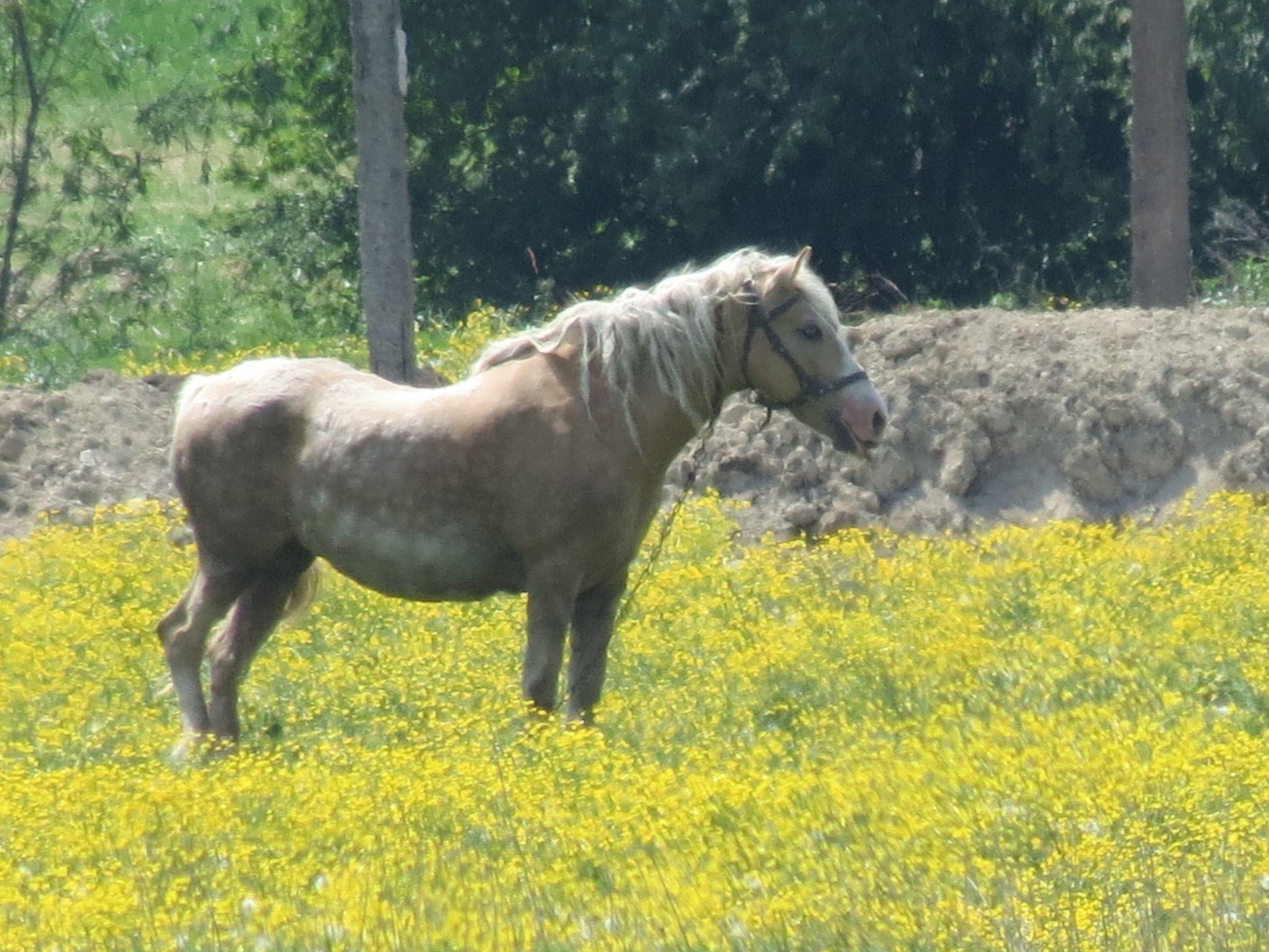 Новини Тернополя - фото з Мальовничий краєвид та прозора вода: як виглядає «Тернопільський Таїланд» та як до нього дістатися