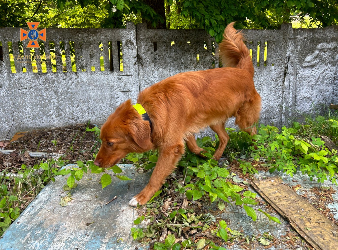 Новини Вінниці - фото з Польський ретривер Чіл шукав людину, яка заблукала: відео зі спільних навчань кінологів На зображенні може бути: собака та трава