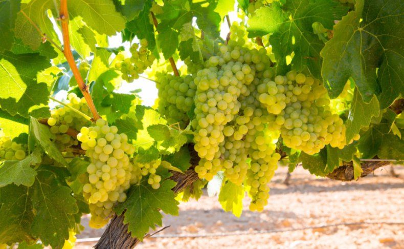 Новини Тернополя - фото з Сьогодні, 25 травня: все про цей день, яке церковне свято, що не можна робити