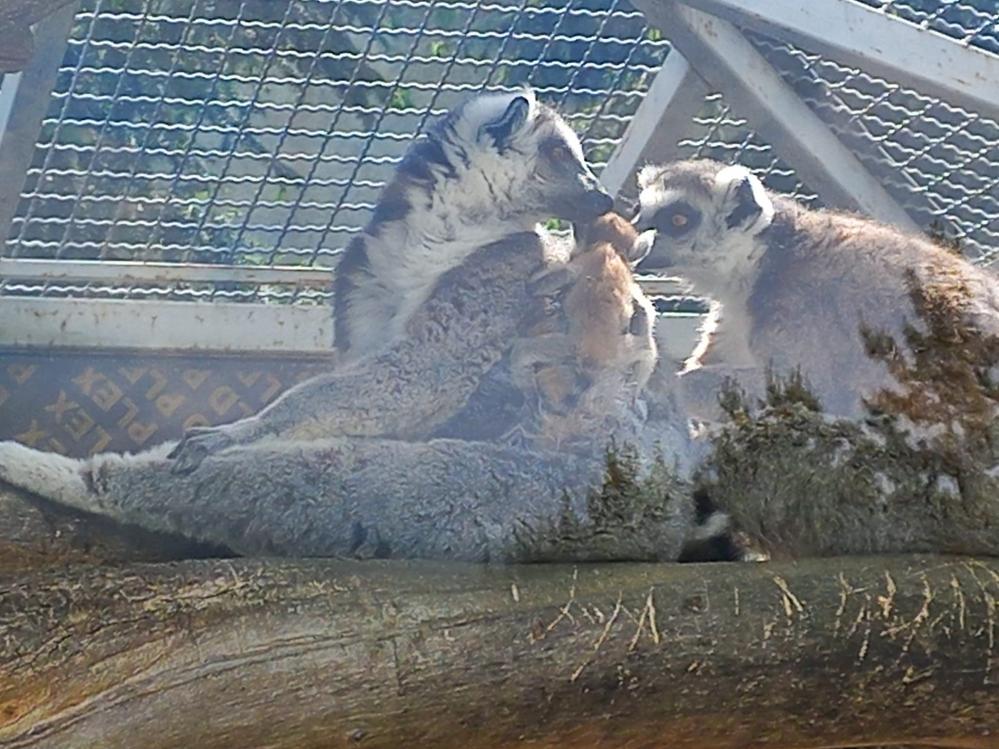 Новини Вінниці - фото з ФОТО ДНЯ: у Подільському зоопарку у родині лемурів народився малюк Немає опису світлини.