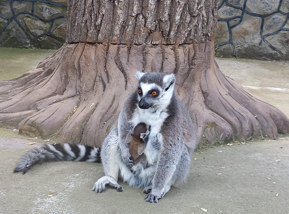 Новини Вінниці - фото з ФОТО ДНЯ: у Подільському зоопарку у родині лемурів народився малюк Немає опису світлини.
