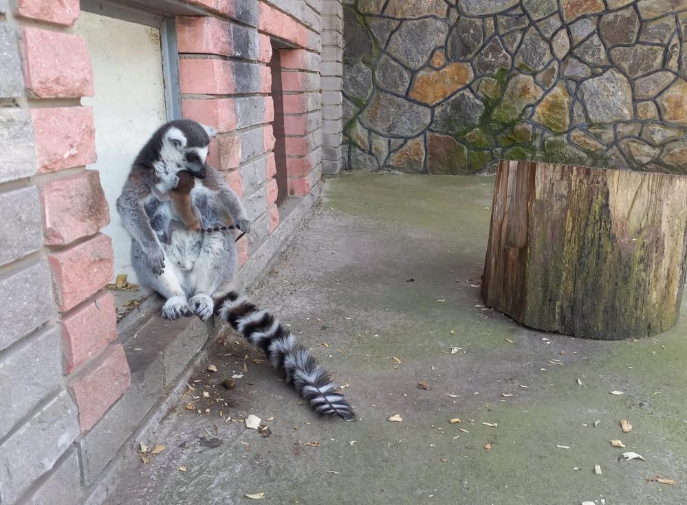 Новини Вінниці - фото з ФОТО ДНЯ: у Подільському зоопарку у родині лемурів народився малюк Немає опису світлини.