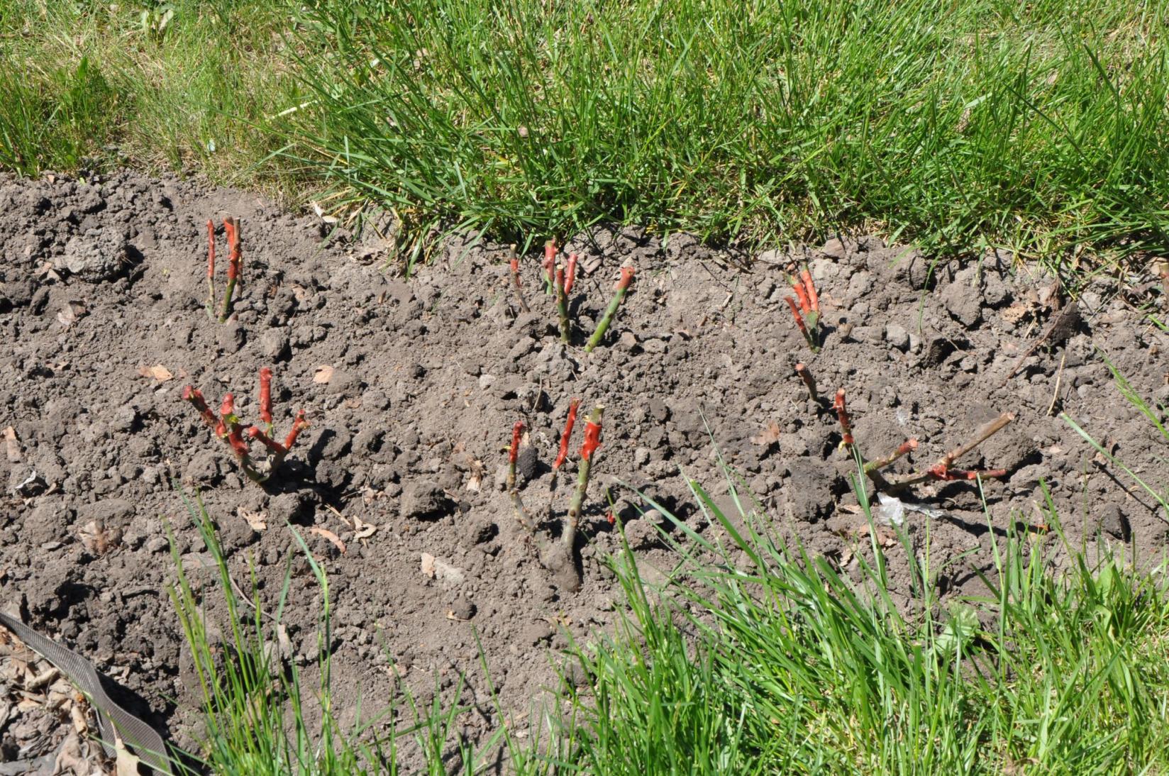 Новини Вінниці - фото з Засадити Вінницю трояндами та зібрати допомогу ЗСУ: розпочалась акція з висадки троянд