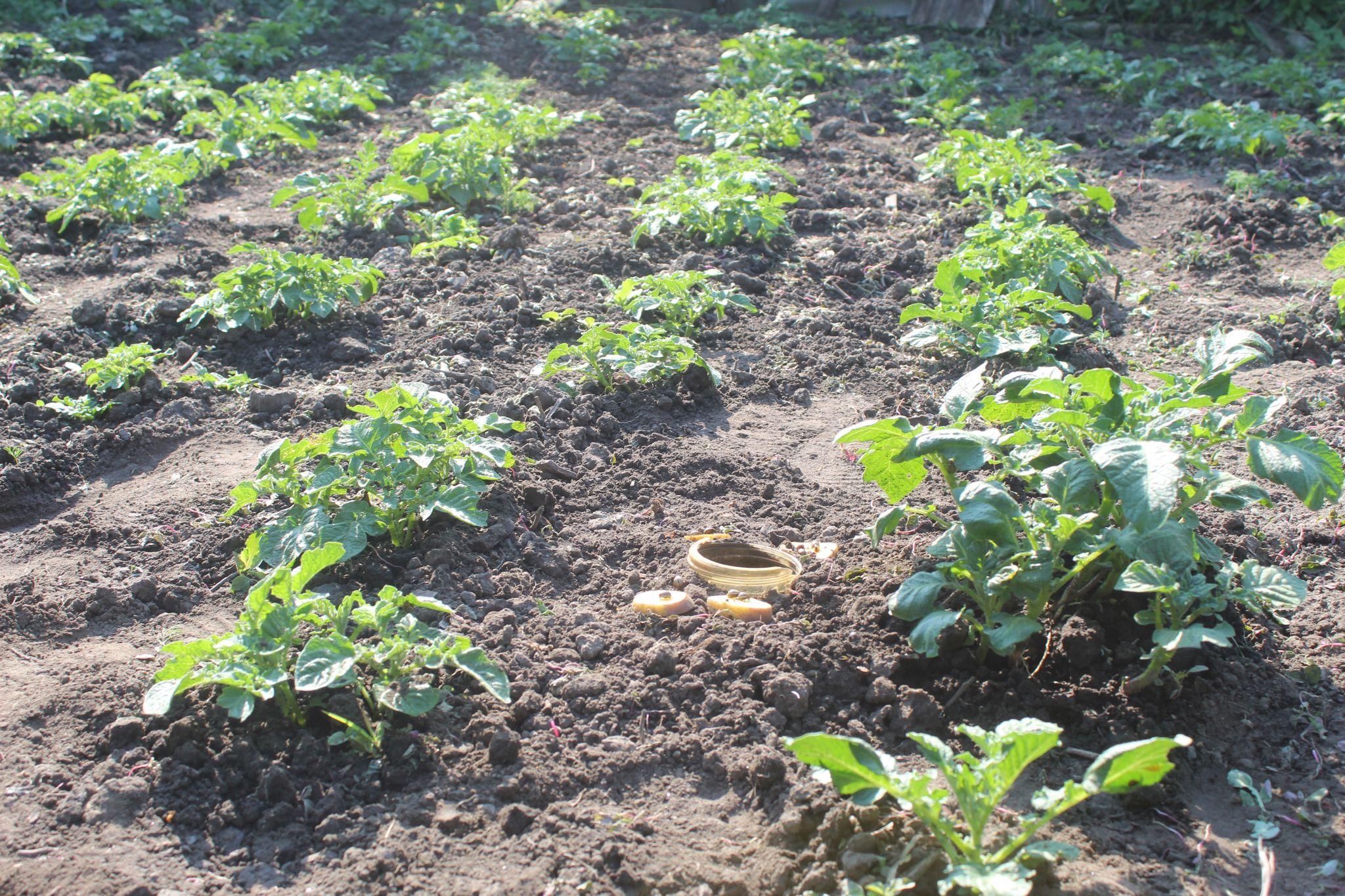 Новини Козятина - фото з Колорадський жук у цьому році не дасть розслабитися. Як з ним боротися без «хімії»?