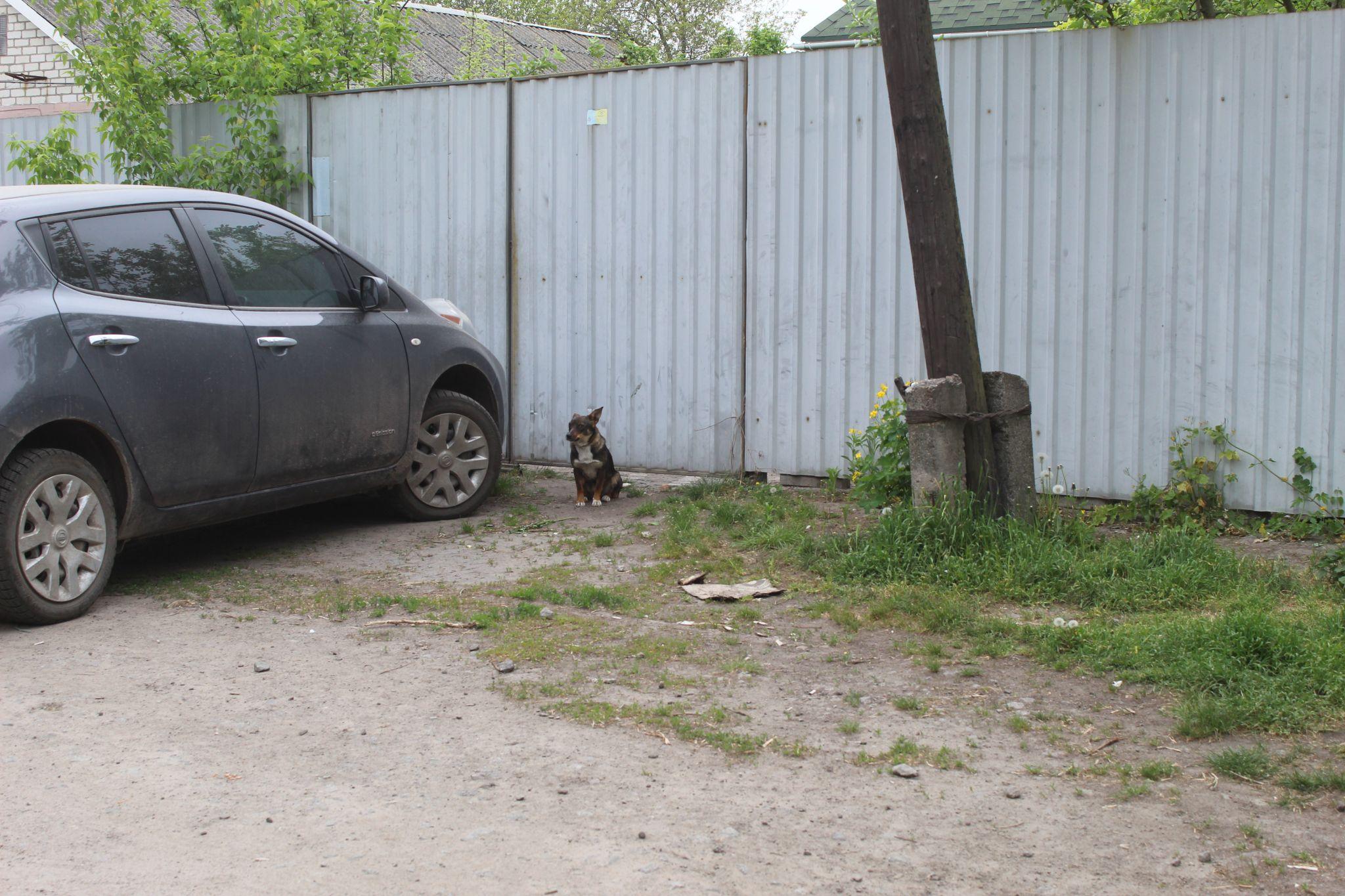 Новини Козятина - фото з «Не можемо звертатися до поліції, коли на дорозі лежить чийсь собака»