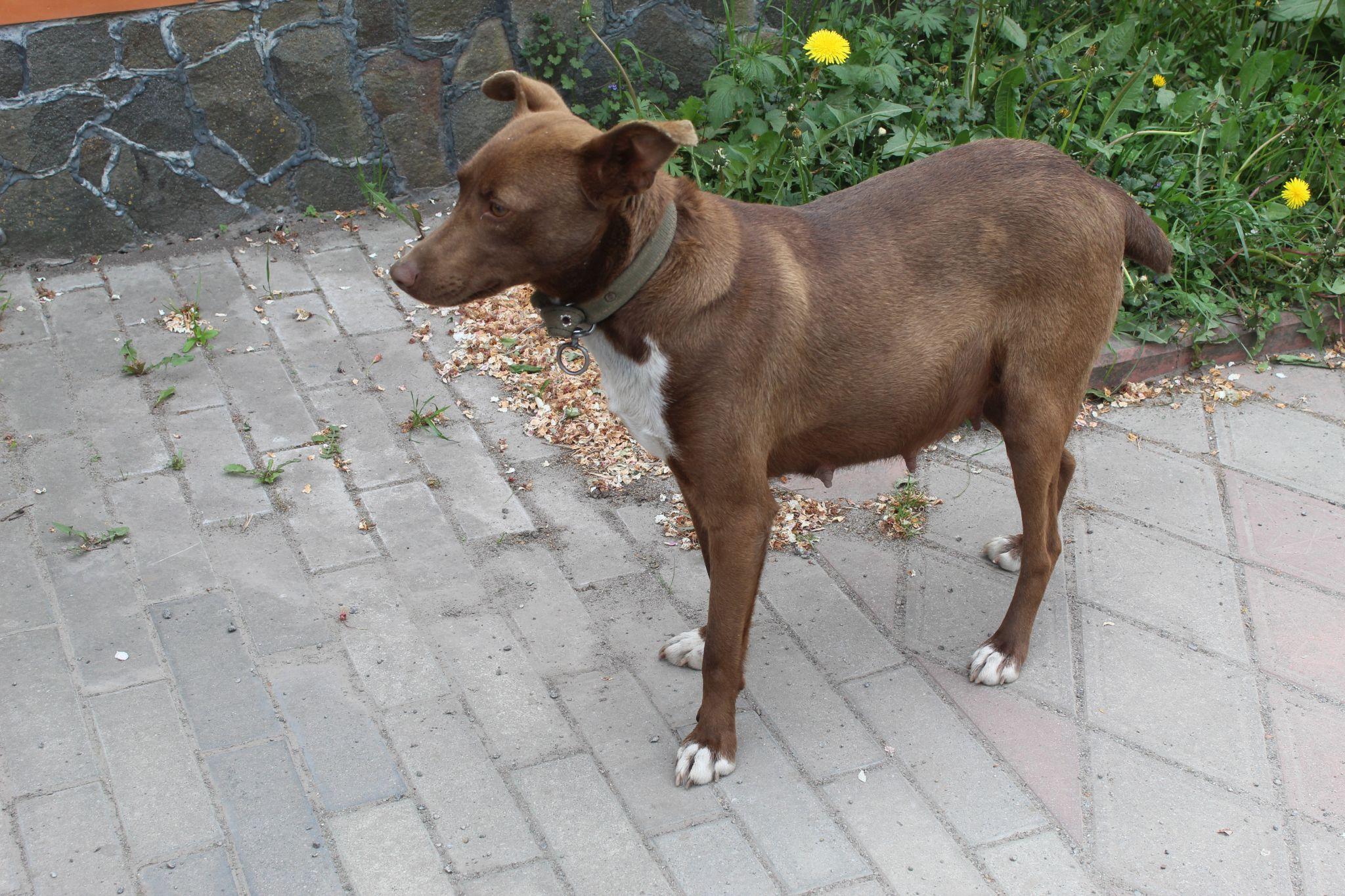 Новини Козятина - фото з «Не можемо звертатися до поліції, коли на дорозі лежить чийсь собака»