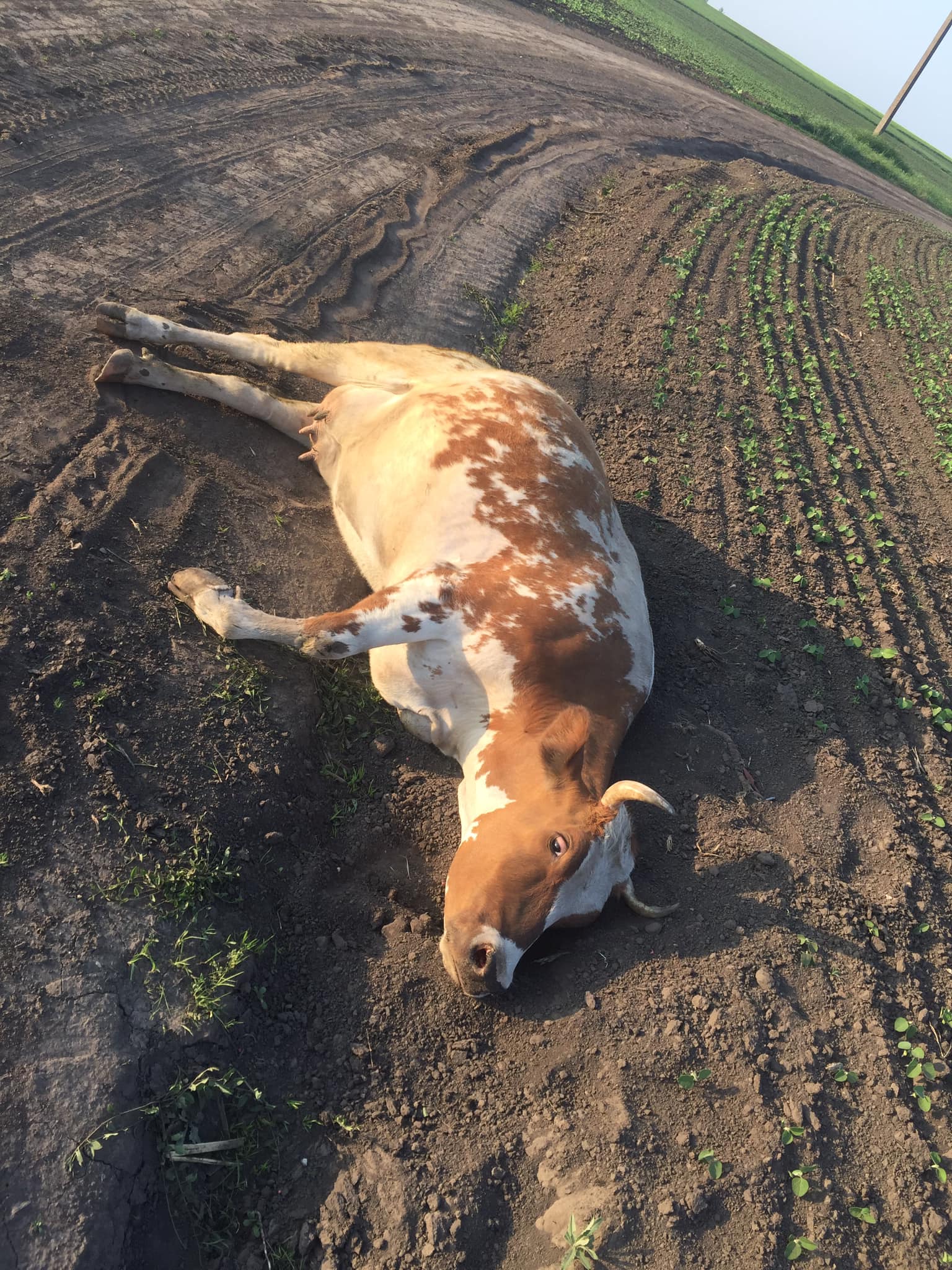 Нет описания фото.