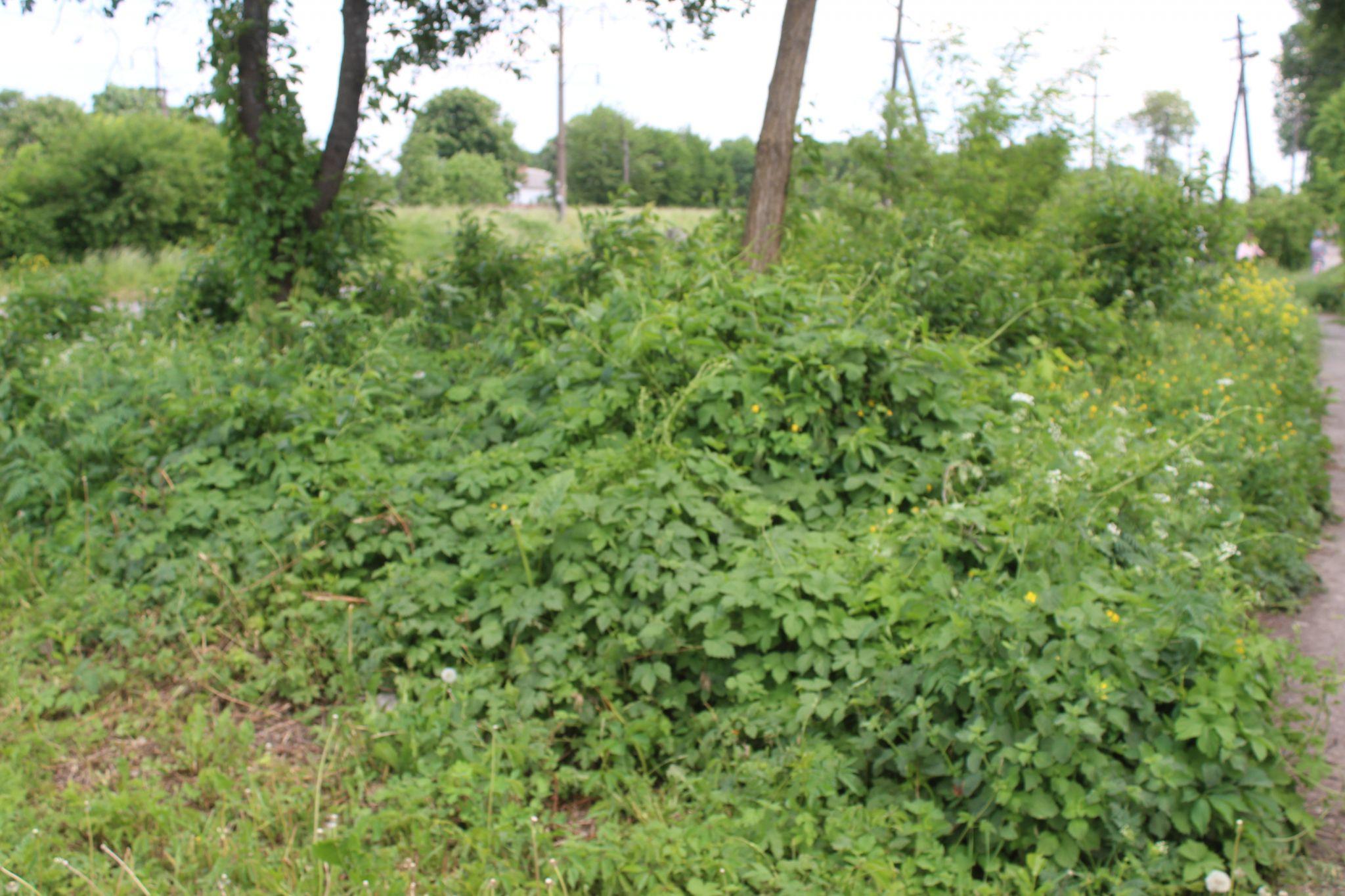 Новини Козятина - фото з Добрі та сумні будні містечка Залізничне