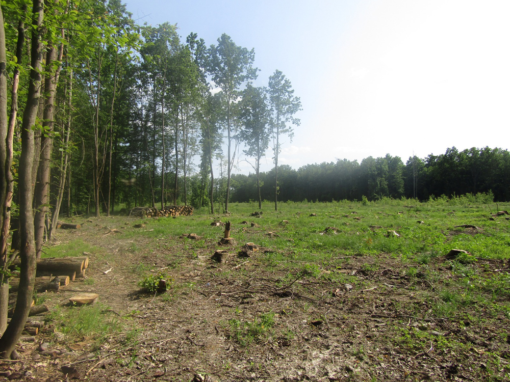 Новини Житомира - фото з Житель Дубрівської громади вкрав дубові колоди в лісництві і частину встиг продати односельчанам на дрова звягельські поліцейські викрили жителя дубрівської громади у крадіжці деревини