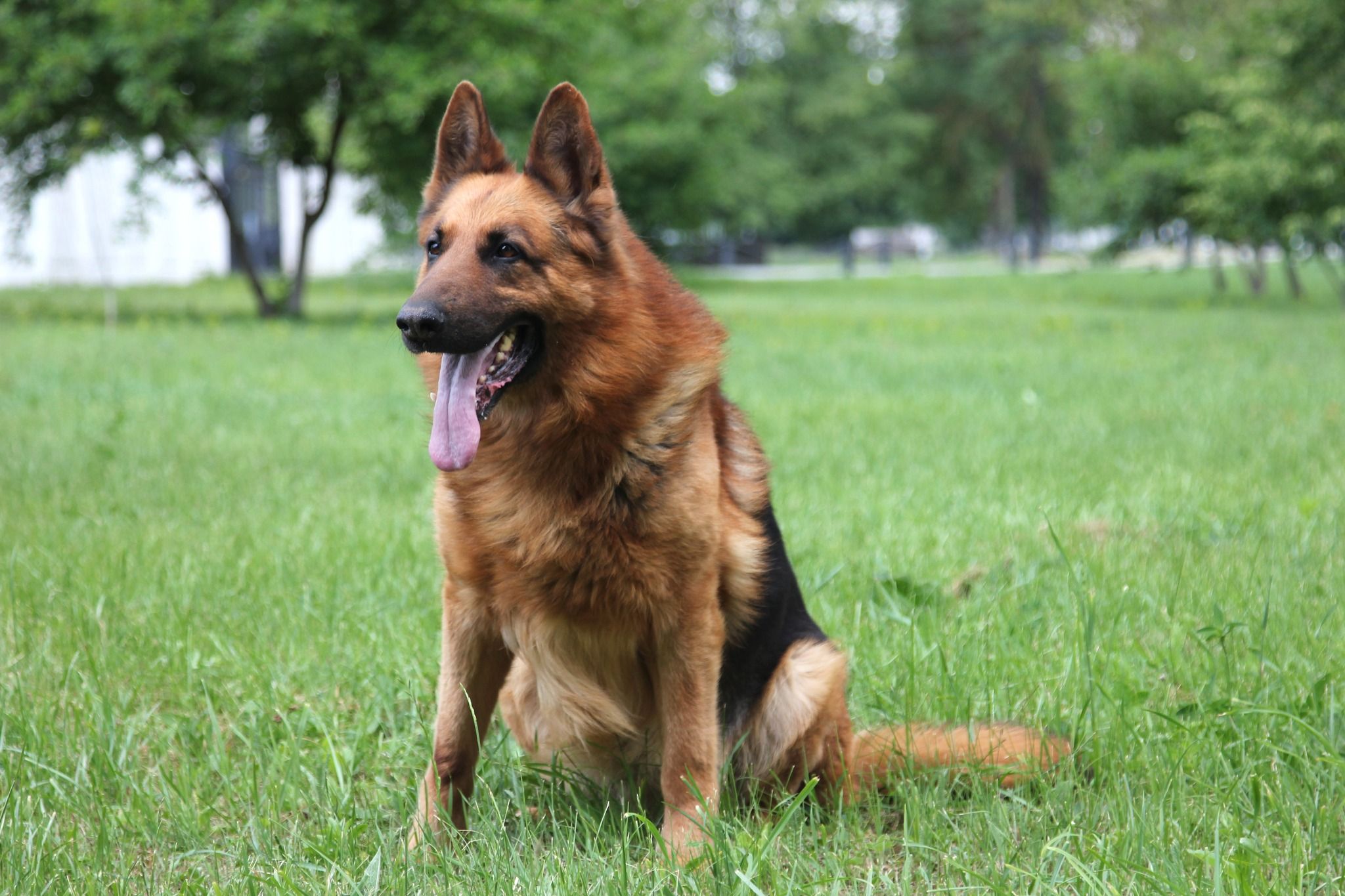 Новини Хмельницького - фото з Пес по кличці «Алтай». Історія чотирилапого з Кам’янеччини, який побував у миротворчих місіях