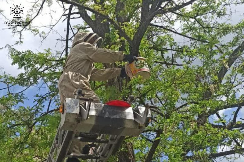 Новини Тернополя - фото з Рій бджіл у Центрі Тернополя зняли з дерева рятувальники. Така ж проблема була на вул. Братів Бойчуків