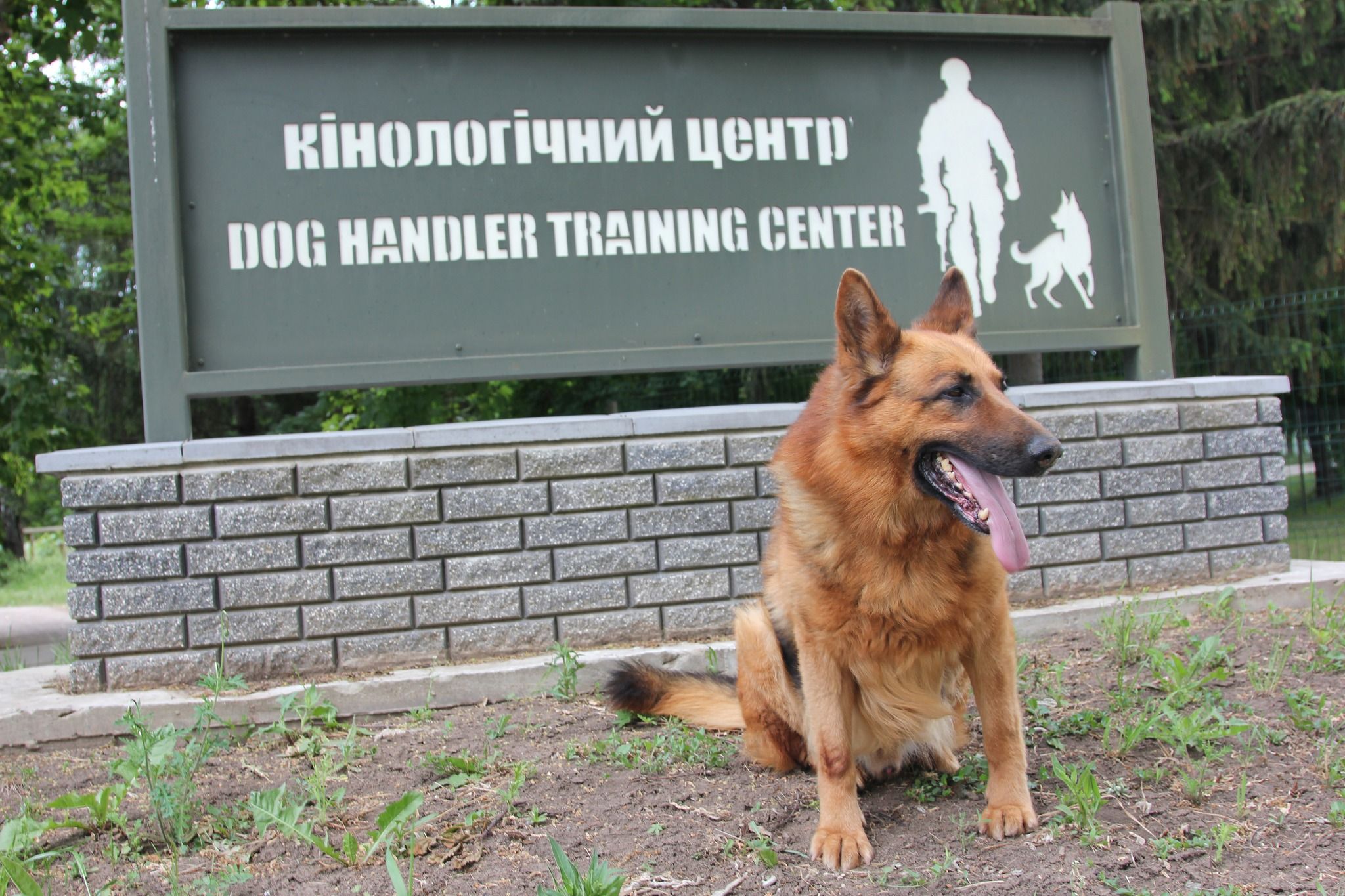 Новини Хмельницького - фото з Пес по кличці «Алтай». Історія чотирилапого з Кам’янеччини, який побував у миротворчих місіях