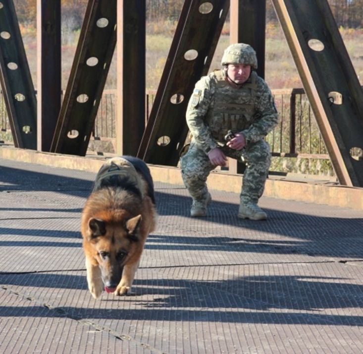 Новини Хмельницького - фото з Пес по кличці «Алтай». Історія чотирилапого з Кам’янеччини, який побував у миротворчих місіях