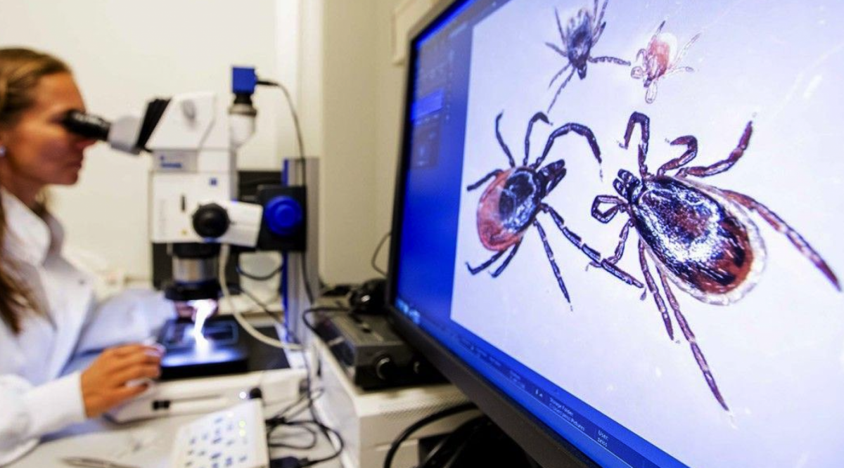 Новини Вінниці - фото з Що робити з кліщем і з собою, якщо ви раптом стали ланкою харчового ланцюжка?