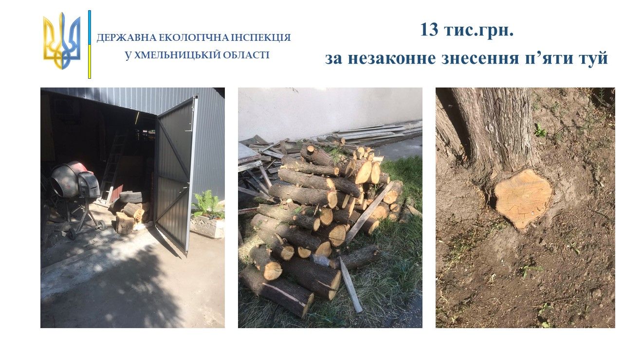 Новини Хмельницького - фото з Хмельничанин зрізав 5 туй в Раковому. Його оштрафували на 13 тисяч