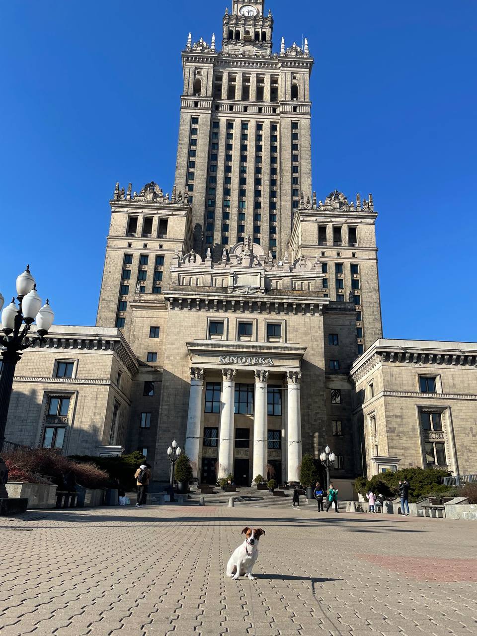 Новини Вінниці - фото з «Вони вбили нашу собаку». Чому в ветеринарній клініці Ветхаус померла джек рассел Оливка?