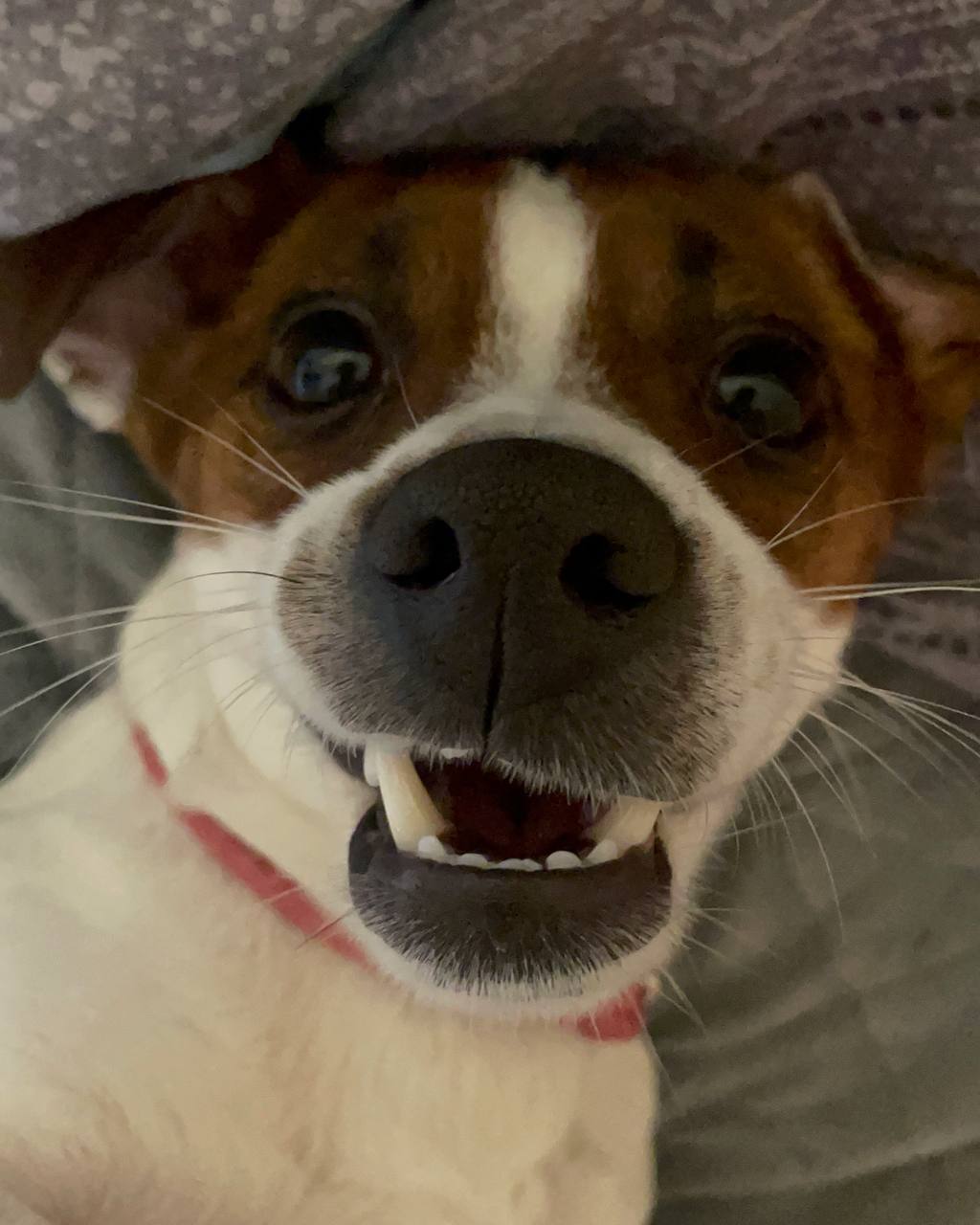 Новини Вінниці - фото з «Вони вбили нашу собаку». Чому в ветеринарній клініці Ветхаус померла джек рассел Оливка?