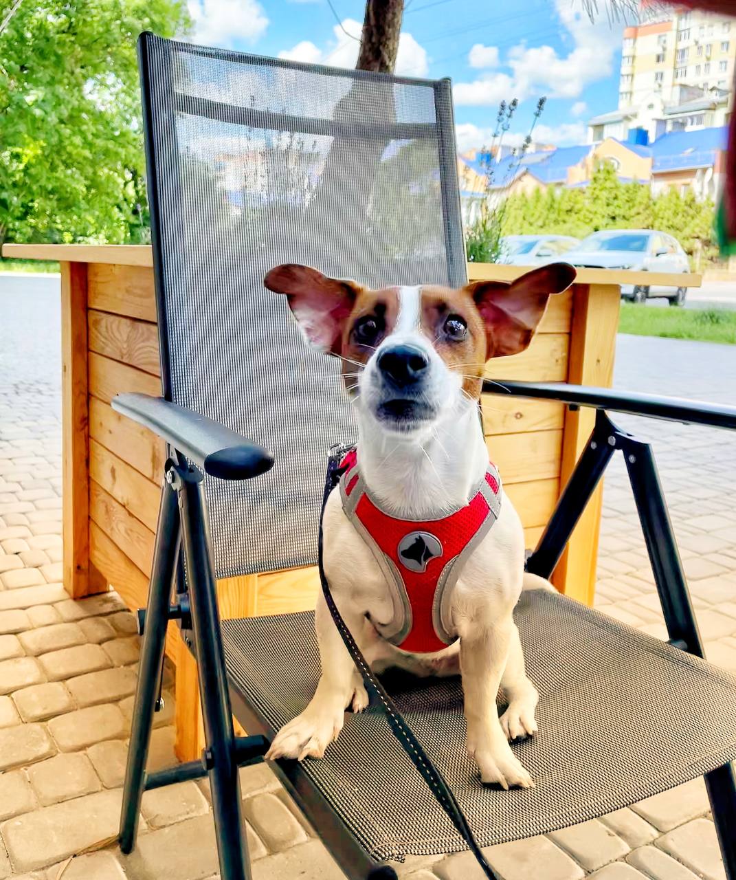 Новини Вінниці - фото з «Вони вбили нашу собаку». Чому в ветеринарній клініці Ветхаус померла джек рассел Оливка?