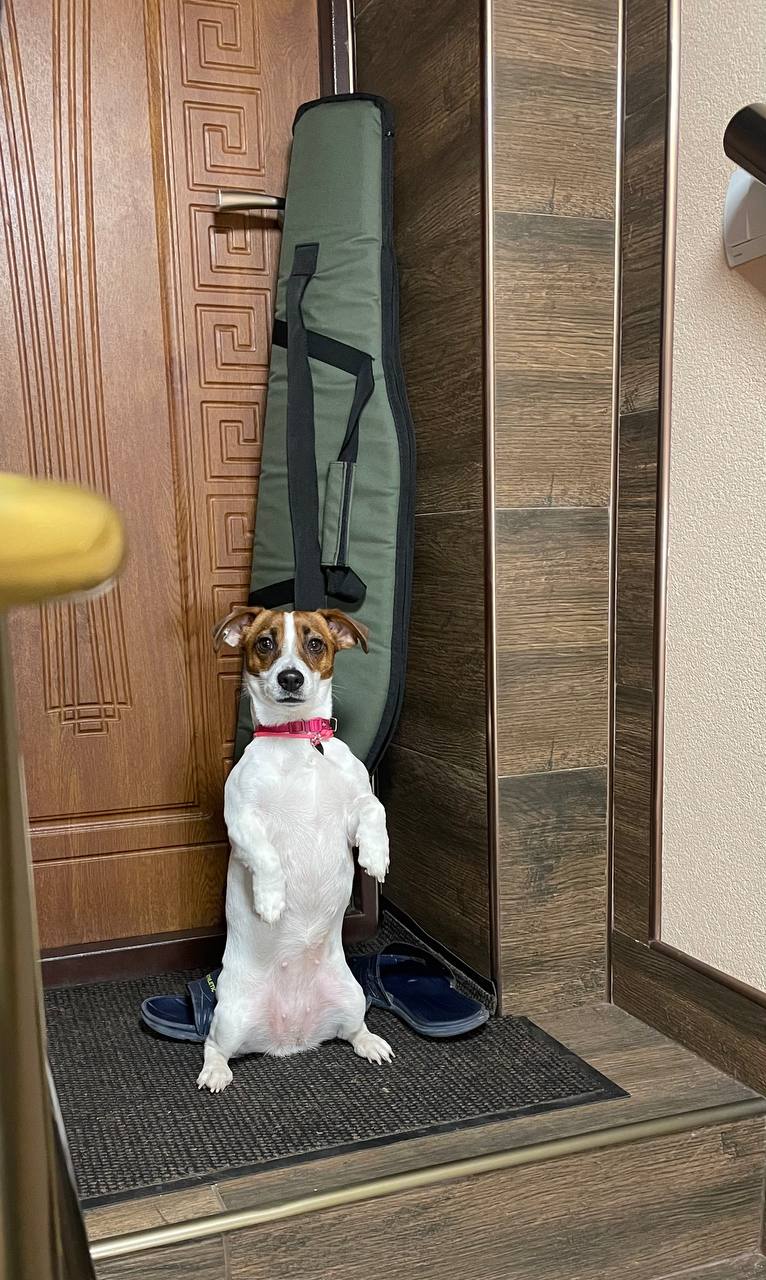 Новини Вінниці - фото з «Вони вбили нашу собаку». Чому в ветеринарній клініці Ветхаус померла джек рассел Оливка?