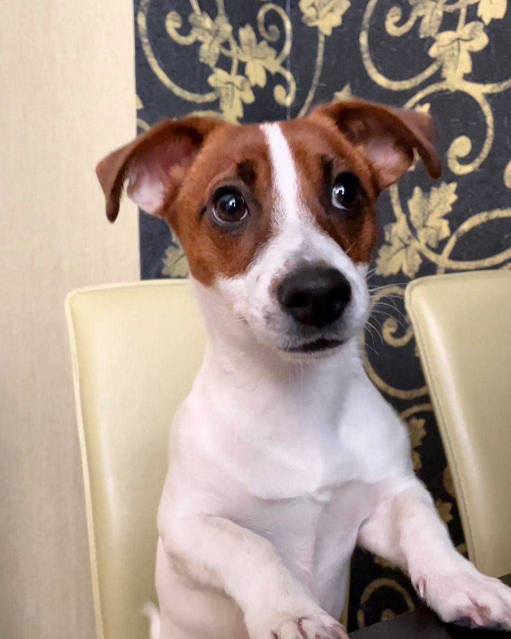 Новини Вінниці - фото з «Вони вбили нашу собаку». Чому в ветеринарній клініці Ветхаус померла джек рассел Оливка?