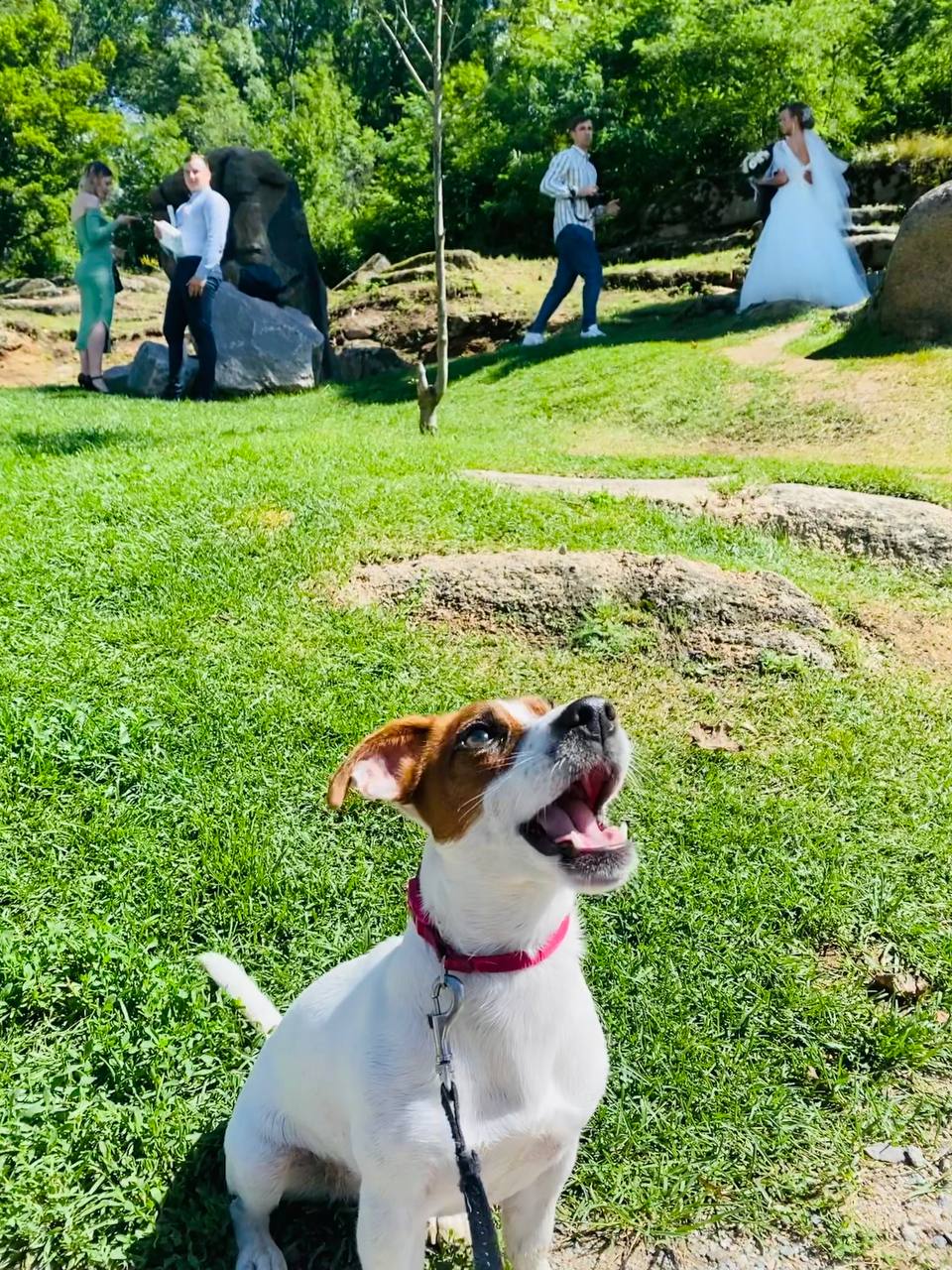 Новини Вінниці - фото з «Вони вбили нашу собаку». Чому в ветеринарній клініці Ветхаус померла джек рассел Оливка?