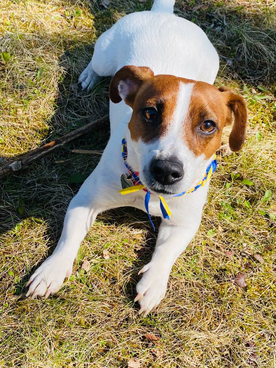 Новини Вінниці - фото з «Вони вбили нашу собаку». Чому в ветеринарній клініці Ветхаус померла джек рассел Оливка?