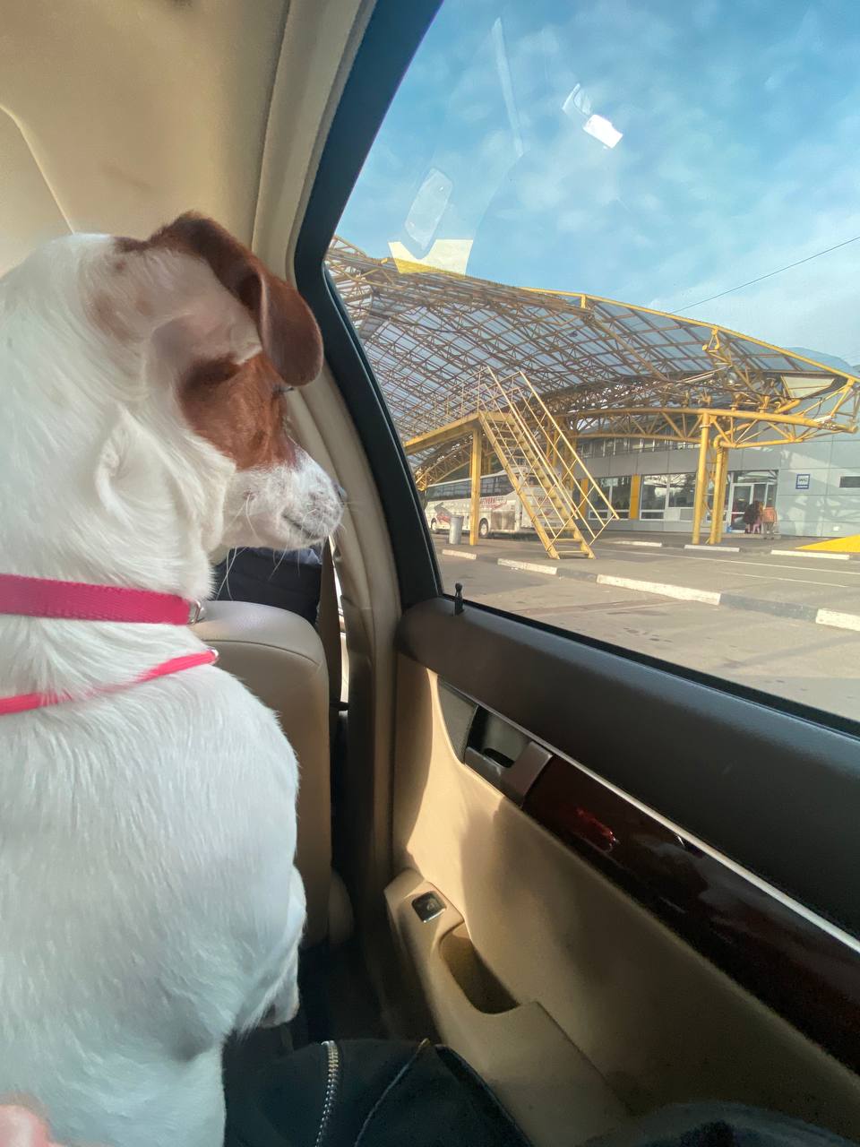 Новини Вінниці - фото з «Вони вбили нашу собаку». Чому в ветеринарній клініці Ветхаус померла джек рассел Оливка?