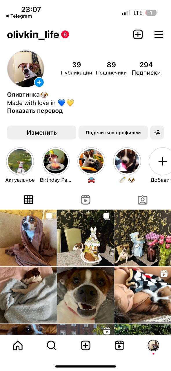 Новини Вінниці - фото з «Вони вбили нашу собаку». Чому в ветеринарній клініці Ветхаус померла джек рассел Оливка?