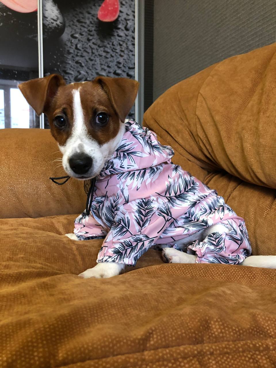 Новини Вінниці - фото з «Вони вбили нашу собаку». Чому в ветеринарній клініці Ветхаус померла джек рассел Оливка?