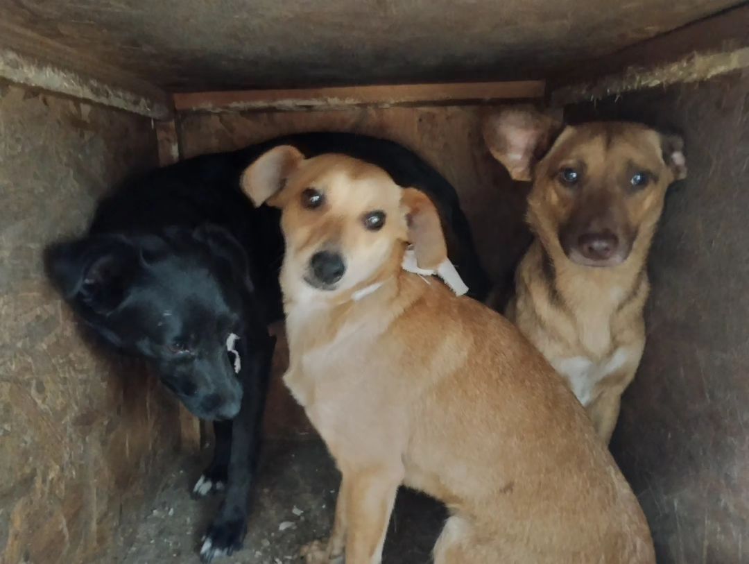 Новини Тернополя - фото з На Тернопільщину евакуювали тварин з Херсонщини. Небайдужих просять допомогти